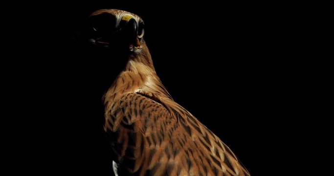 Profile shot of a big predatory bird, hawk with open beak and big eyes, 4k