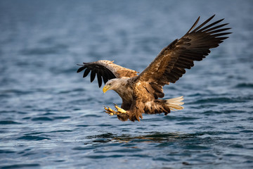 The White-tailed Eagle, Haliaeetus albicilla just has caught a fish from water, colorful environment of wildness. Also known as the Ern, Erne, Gray Eagle. Norway. Nice summer background.
