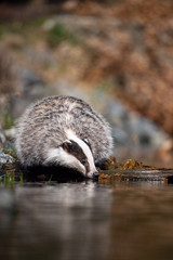 European badger, Meles meles is standing in the shoreline of a pond in the golden light of sunset. The badger is mirroring in the golden surface of the pond.