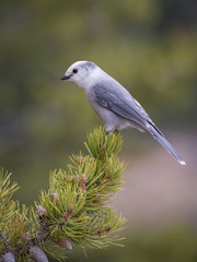 Perisoreus canadensis, Canada jay The bird is perched on the branch in nice wildlife natural environment of Yelowstone National Park. Wildlife scene from USA..