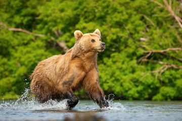 The Kamchatka brown bear, Ursus arctos beringianus catches salmons at Kuril Lake in Kamchatka,...