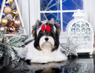 christmas dog Biewer Yorkshire Terrier in retro winter background