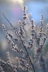 Verblühtes im Winter