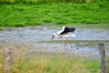 stork in its natural habitat