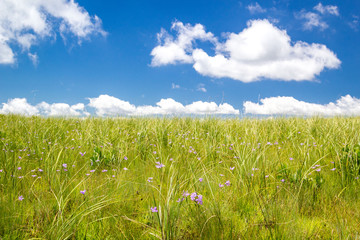 Obraz premium Wide green meadow with soft purple flowers and a bright blue sky, summer background