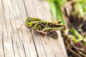 Close up of a green-brown grasshopper sitting on a piece of wood, Drakensberg, South Africa