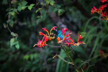 Scarlet-chested sunbird (Chalcomitra senegalensis) sitting on a red flower plant, Drakensberg, South Africa