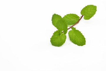 Mint leaves isolated on white