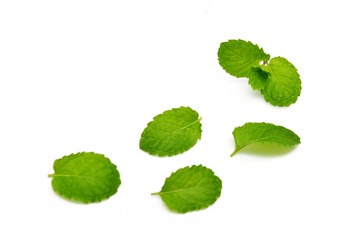 Fresh mint leaves on white
