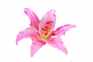 Fototapeta na wymiar Beautiful pink flowers isolated on white