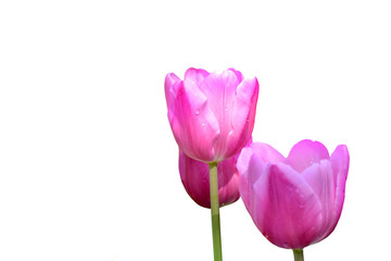 Beautiful pink tulip flowers isolated on white