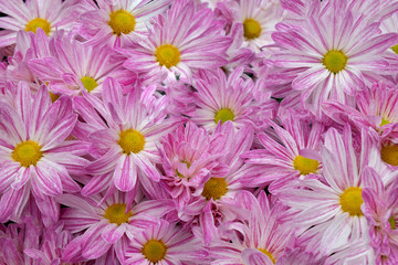 Pattern of pink Chrysanthemun for background