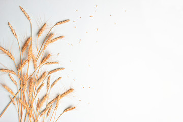 Golden wheat and rye ears, dry yellow cereals spikelets on light blue background, closeup, copy...