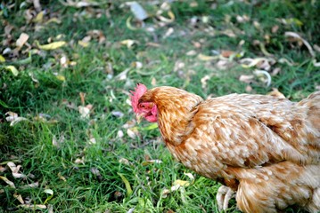 Poule