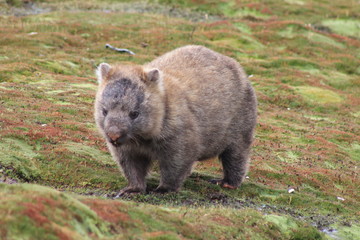 Wombat in the wild in Australia