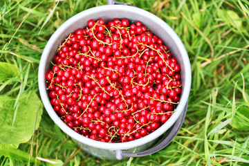 Currant. Full bucket of ripe red currants on a background of green grass, top view. Summer harvest background. Horizontal photo.