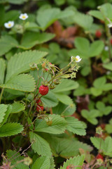 Wild strawberry