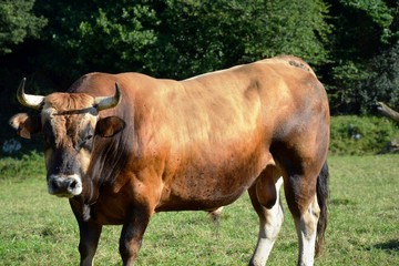 brown stallion in the field