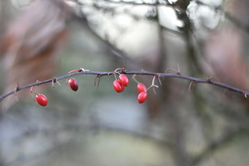 Rote Beeren einer Berberitze