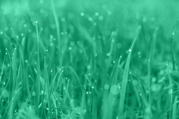Abstract Aqua menthe color or turquoise. grass in dew drops . Color trends 2020. background image. space for text