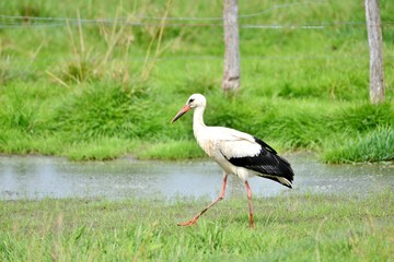 Fototapeta premium white stork on green grass