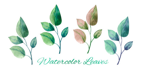  Watercolor eucalyptus leaf set. Floristic design elements for floristics. Hand drawn illustration. Greeting card. Floral print. Plant painted background. For postcards, greetings, cards, logo. 