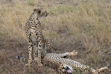 Cheetah and roaring cheetah