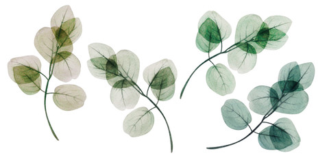  Watercolor eucalyptus leaf set. Floristic design elements for floristics. Hand drawn illustration. Greeting card. Floral print. Plant painted background. For postcards, greetings, cards, logo. 
