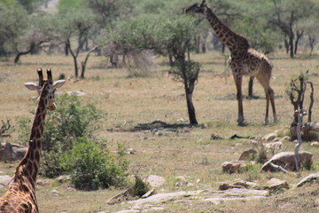 Giraffe in the wild in Africa