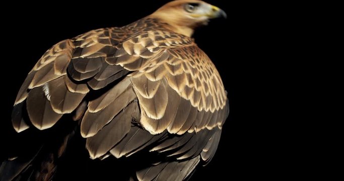 Big hawk is spreading its wings and takes off, predatory bird, wildlife, 4k