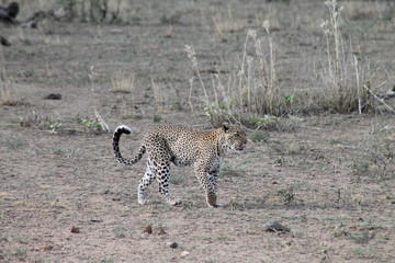 Leopard hunting in the wild