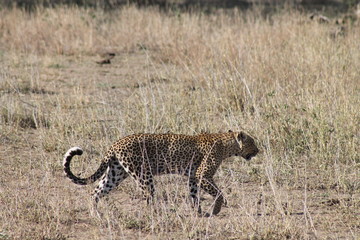 Leopard hunting in the wild