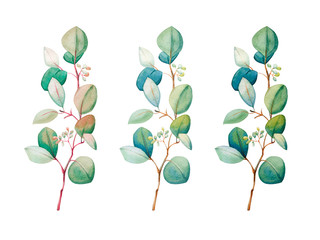  Watercolor eucalyptus leaf set. Floristic design elements for floristics. Hand drawn illustration. Greeting card. Floral print. Plant painted background. For postcards, greetings, cards, logo. 