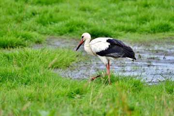 white stork on green grass