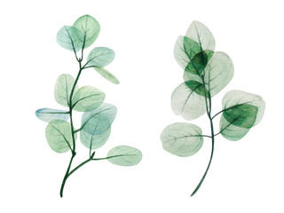  Watercolor eucalyptus leaf set. Floristic design elements for floristics. Hand drawn illustration. Greeting card. Floral print. Plant painted background. For postcards, greetings, cards, logo.  - 316152044