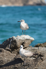 GAVIOTAS 