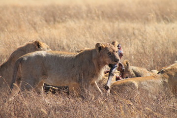 Fototapeta na wymiar Lioness with prey in the wild