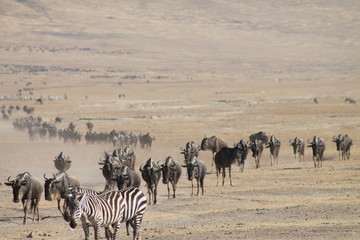 zebra and wildebeast in the wild