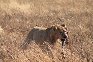 Lioness with prey in the wild