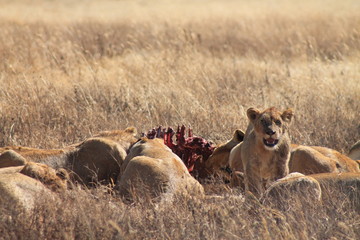 Lions eating prey in the wild