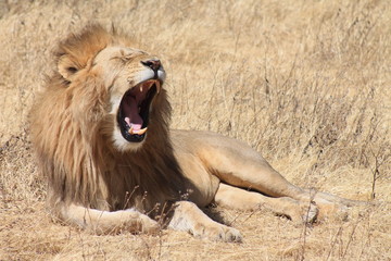 roaring lion in the wild