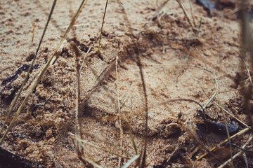 Trail in the sand