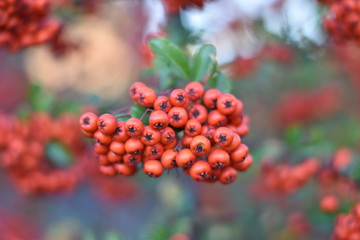 Roter Feuerdorn - Früchte