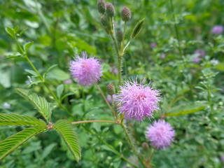 Close up flower of sensitive plant, sleepy plant or the touch-me-not tree (Mimosa pudica) in green leaf.