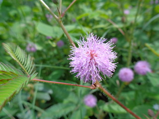 Close up flower of sensitive plant, sleepy plant or the touch-me-not tree (Mimosa pudica) in green leaf.