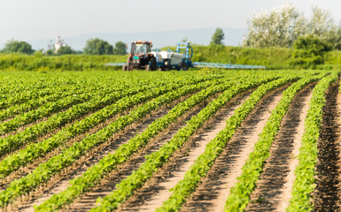 Fototapeta na wymiar Tractor spraying soy field in sunset.