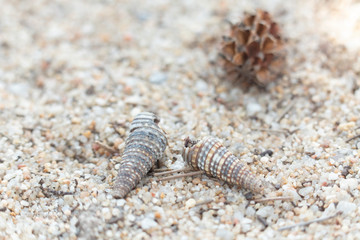 Shells are laid on sand grains at the beach, with wood chips and pine cones on the back.
