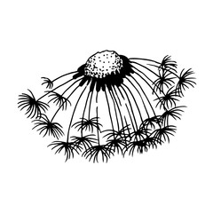 Dandelion blowing hand drawn vector illustration, isolated on white background