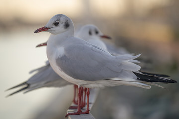 Mouettes au lever du jour dans le port
