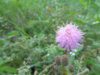 Close up flower of sensitive plant, sleepy plant or the touch-me-not tree (Mimosa pudica) in green leaf.